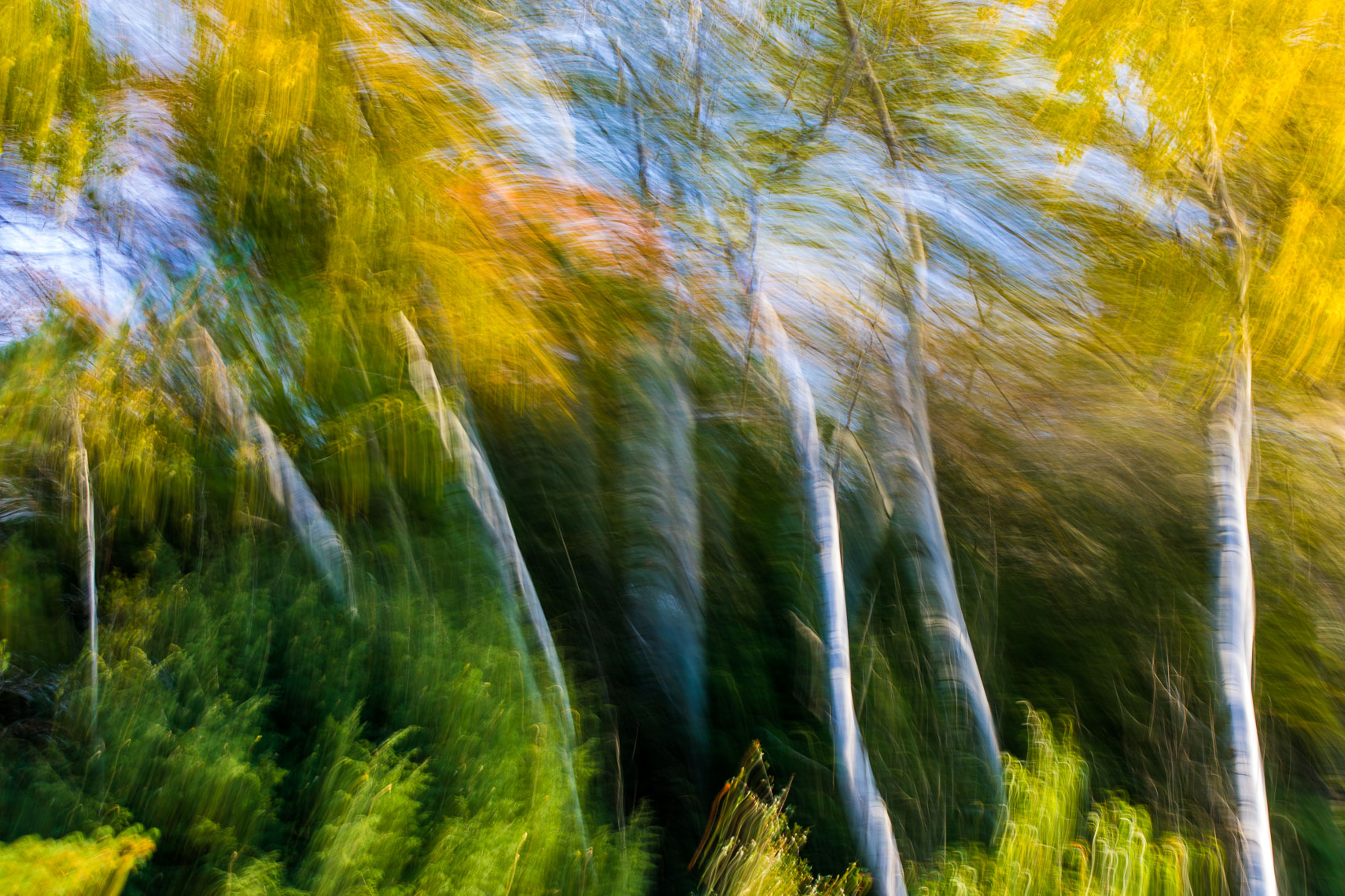 Trees-Art-034-170501