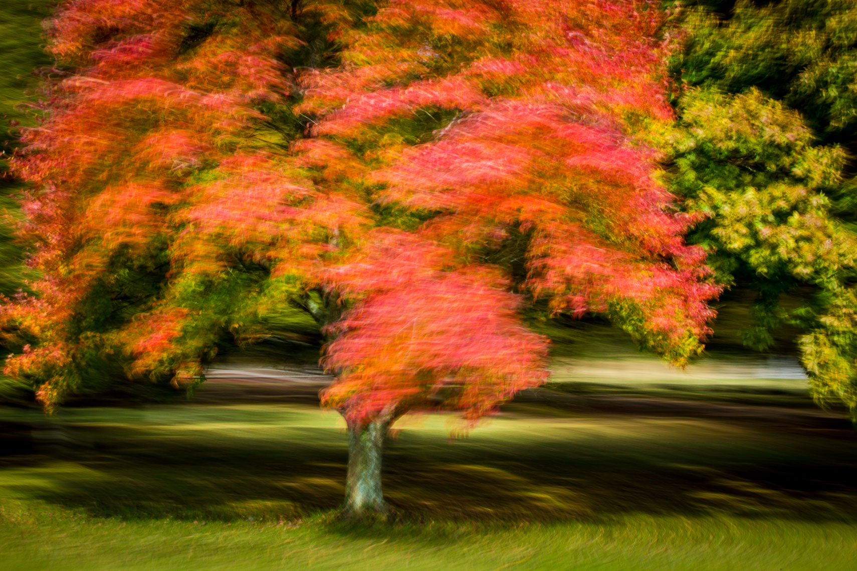 Trees-Art-051-170501