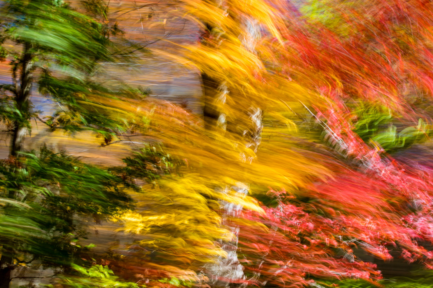 Trees-Art-052-170501
