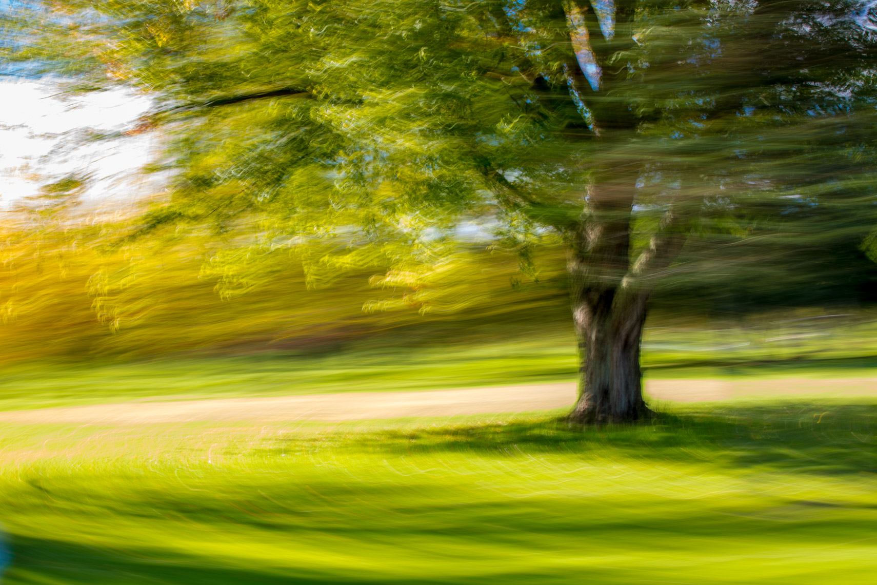 Trees-Art-059-170501